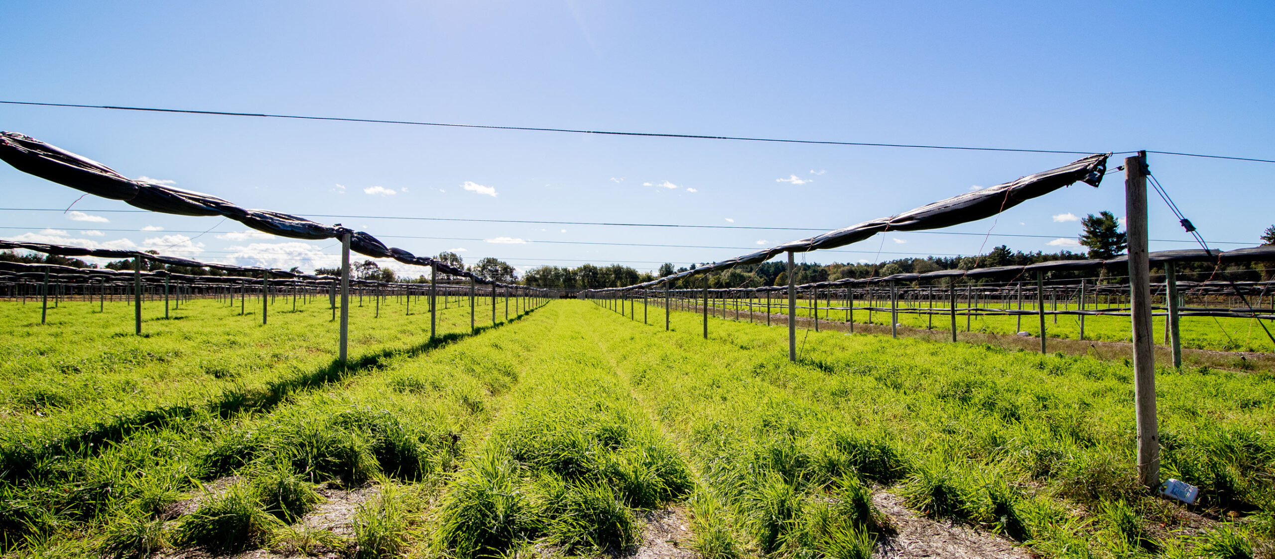Premium Canadian Ginseng